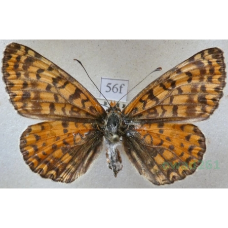 Melitaea didyma (Esper, 1778) female Przeplatka didyma Czech56f